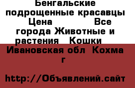 Бенгальские подрощенные красавцы. › Цена ­ 20 000 - Все города Животные и растения » Кошки   . Ивановская обл.,Кохма г.